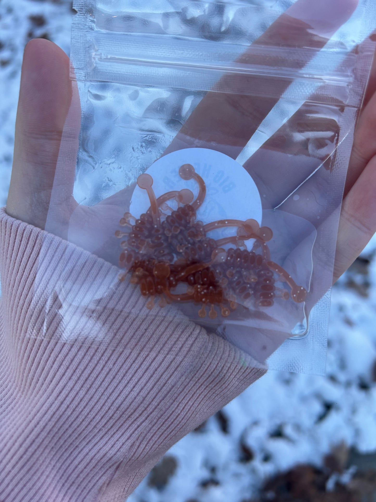 Gingerbread Ice Scorpion