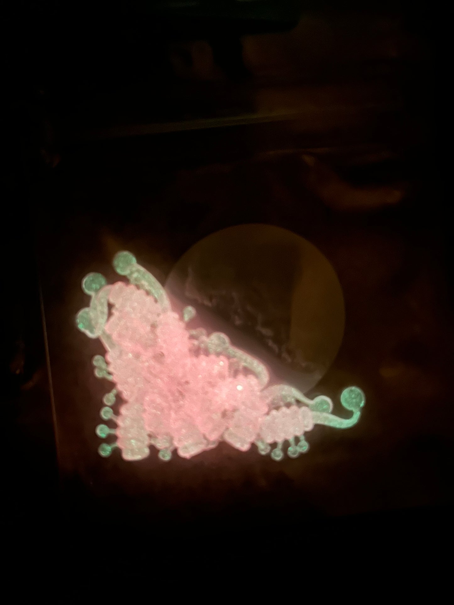 Pink Ice Scorpion (UV Glow)