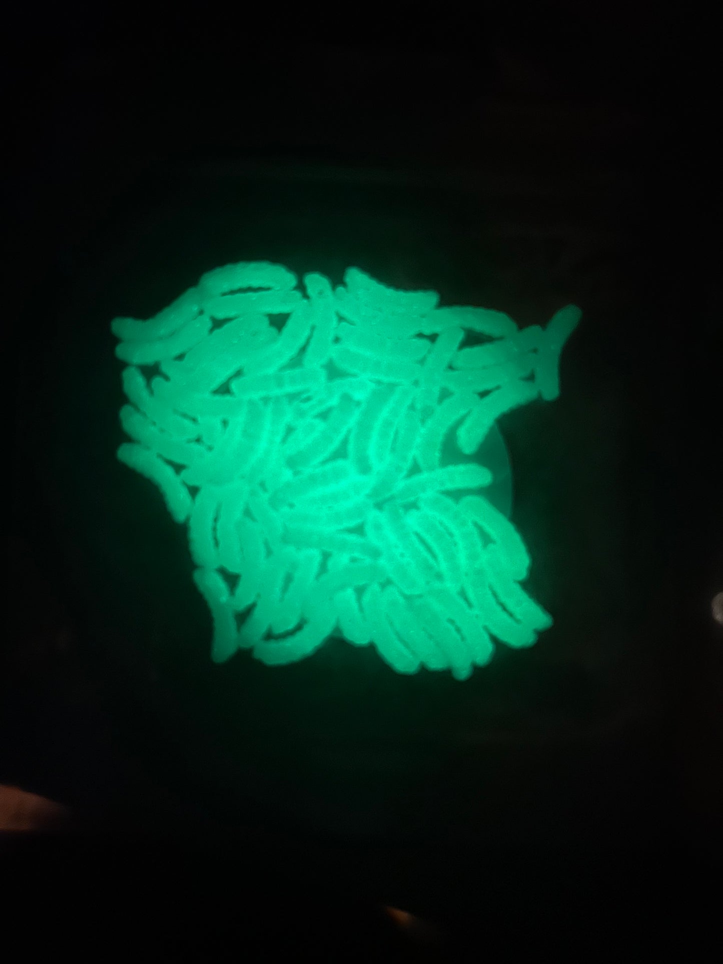 White Wax Worms (UV Glow)