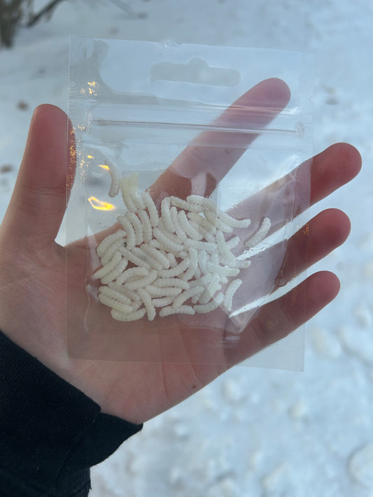 White Wax Worms (UV Glow)